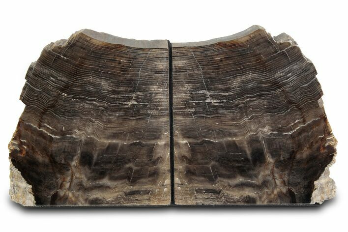 Polished Petrified Wood Bookends - Washington #382172